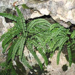 Fougère Asplenium trichomanes / Asplenium trichomanes